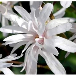 Magnolia 'Wildcat' Magnolia X Loebneri 'Wildcat' 100-125 Cm, Potte 12 Liter 4 Magnolia 'Wildcat' Magnolia X Loebneri 'Wildcat' 100-125 Cm, Potte 12 Liter -Plantetorvet Butik p33480 41154 magnolia x loebneri wildcat edc7