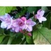 Klokkebusk Weigela Florida Med Klump,- 125-150 Cm. -Plantetorvet Butik p33534 54231 weigela florida 8221