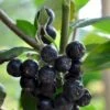 Storfrugtet Surbær 'Viking' Aronia Melanocarpa 'Viking' Potte 3,0 Liter,- Opbundet -Plantetorvet Butik p33566 48516 aronia melanocarpa viking 1b04