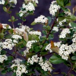 Storfrugtet Surbær 'Viking' Aronia Melanocarpa 'Viking' Potte 3,0 Liter,- Opbundet -Plantetorvet Butik p33566 48519 aronia melanocarpa viking bc64