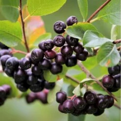 Storfrugtet Surbær 'Viking' Aronia Melanocarpa 'Viking' Potte 3,0 Liter,- Opbundet -Plantetorvet Butik p33566 50535 aronia melanocarpa viking defc