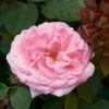 'Sofiero'™ Rosa X 'Sofiero'™ (Slotsrose) A-Kvalitet,- Barrods Roser Min. 3 Grene 2 'Sofiero'™ Rosa X 'Sofiero'™ (Slotsrose) A-Kvalitet,- Barrods Roser Min. 3 Grene -Plantetorvet Butik p337 51858 rosa x sofiero slotsrose 71bf