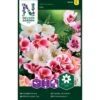 Atlaskblomst Mix Clarkia Amoena Mix -Plantetorvet Butik p33847 37205 clarkia amoena mix 2664