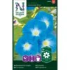 Pragtsnerle 'Heavenly Blue' Ipomoea Tricolor 'Heavenly Blue' -Plantetorvet Butik p33859 37213 ipomoea tricolor heavenly blue d8a1