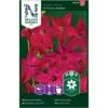 Prydtobak 'Crimson Bedder' Nicotiana X Sanderae 'Crimson Bedder' 1 Prydtobak 'Crimson Bedder' Nicotiana X Sanderae 'Crimson Bedder' -Plantetorvet Butik p33862 37216 nicotiana x sanderae crimson bedder 6e15