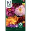 Dahlia 'Redskin' Mix Dahlia × Pinnata 'Redskin' 1 Dahlia 'Redskin' Mix Dahlia × Pinnata 'Redskin' -Plantetorvet Butik p33878 37230 dahlia pinnata redskin e244