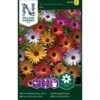 Middagsblomst Mix Dorotheanthus Bellidiformis Mix -Plantetorvet Butik p33879 37231 dorotheanthus bellidiformis mix ebbd