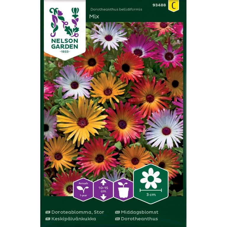 Middagsblomst Mix Dorotheanthus Bellidiformis Mix Middagsblomst Mix Dorotheanthus Bellidiformis Mix -Plantetorvet Butik p33879 37231 dorotheanthus bellidiformis mix ebbd