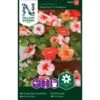 Flittiglise 'Cha Cha' F1 Mix Impatiens Walleriana 'Cha Cha' F1 Mixture -Plantetorvet Butik p33883 37234 impatiens walleriana cha cha f1 mixture c01a