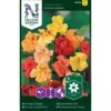 Slyngblomsterkarse 'Glorius Gleam' Tropaeolum Majus 'Glorius Gleam' 2 Slyngblomsterkarse 'Glorius Gleam' Tropaeolum Majus 'Glorius Gleam' -Plantetorvet Butik p33899 37248 tropaeolum majus glorius gleam 149a