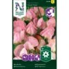 Ærteblomst 'Royal Rose' Lathyrus Odoratus L. 'Royal Rose' 1 Ærteblomst 'Royal Rose' Lathyrus Odoratus L. 'Royal Rose' -Plantetorvet Butik p33923 37269 lathyrus odoratus l royal rose c7a0