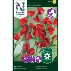 Ærteblomst, Royal Scarlet, Rød Lathyrus Odoratus L. 'Royal Scarlet'