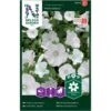 Mamelukærme 'Mont Blanc' Lavatera Trimestris L. 'Mont Blanc' -Plantetorvet Butik p33932 37277 lavatera trimestris l mont blanc fea5