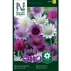Enårig Papirblomst Mix Xeranthemum Annuum 1 Enårig Papirblomst Mix Xeranthemum Annuum -Plantetorvet Butik p33939 37283 xeranthemum annuum 8ddc