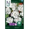 Pelargonie 'Inspire White' F1 Pelargonium X Hortorum 'Inspire White' F1 1 Pelargonie 'Inspire White' F1 Pelargonium X Hortorum 'Inspire White' F1 -Plantetorvet Butik p33942 37285 pelargonium x hortorum inspire white f1 5cef