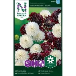 Enkeblomst 'Snowmaiden' X 'Black Knight' Scabiosa Atropurpurea 'Snowmaiden', 'Black Knight'