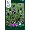 Øjeblomst 'Penny Black' Nemophila Menziesii 'Penny Black' 2 Øjeblomst 'Penny Black' Nemophila Menziesii 'Penny Black' -Plantetorvet Butik p33956 37295 nemophila menziesii penny black be6f