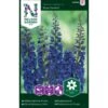 Pragtridderspore 'Blue Donna' Delphinium Belladonna 'Blue Donna' 2 Pragtridderspore 'Blue Donna' Delphinium Belladonna 'Blue Donna' -Plantetorvet Butik p33967 37305 delphinium belladonna blue donna 4b91