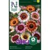 Okseøje Mix Chrysanthemum Carinatum -Plantetorvet Butik p33980 37317 chrysanthemum carinatum cbee