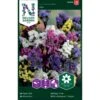 Vinget Hindebæger Mix Limonium Sinuatum Mix 2 Vinget Hindebæger Mix Limonium Sinuatum Mix -Plantetorvet Butik p33981 37318 limonium sinuatum mix c232