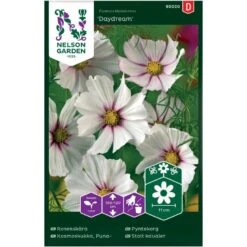 Stolt Kavaler 'Daydream' Cosmos Bipinnatus 'Daydream'