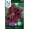 Rød Rævehaleamarant Amaranthus Caudatus L. -Plantetorvet Butik p33997 37333 amaranthus caudatus l d7a7