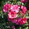 'Sommermärchen'® Rosa X 'Sommermärchen'® (Bunddækkerose) A-Kvalitet,- Barrods Roser Min. 3 Grene -Plantetorvet Butik p339 51718 rosa x sommermaerchen bunddaekkerose d7ba