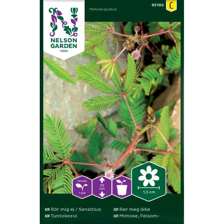 Følsom Mimose Mimosa Pudica Følsom Mimose Mimosa Pudica -Plantetorvet Butik p34000 37335 mimosa pudica d47c