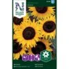 Solsikke 'Ikarus' Helianthus Annuus 'Ikarus' 1 Solsikke 'Ikarus' Helianthus Annuus 'Ikarus' -Plantetorvet Butik p34006 37339 helianthus annuus ikarus c394