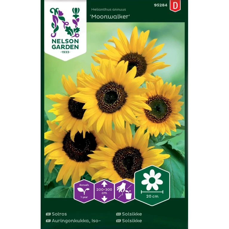 Høj Solsikke 'Moonwalker' Helianthus Annuus 'Moonwalker' Høj Solsikke 'Moonwalker' Helianthus Annuus 'Moonwalker' -Plantetorvet Butik p34008 37340 helianthus annuus moonwalker 3c7b