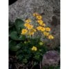 Dværg-Engblomme Trollius Pumilus 1 Liter Potte -Plantetorvet Butik p3400 2548 trollius pumilus 4e4e
