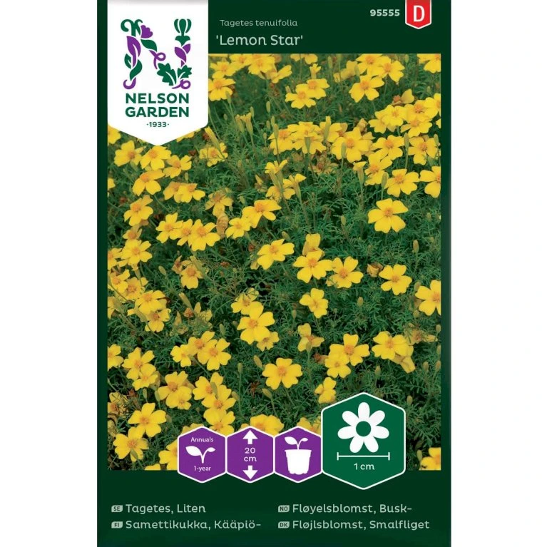 Fløjlsblomst 'Lemon Star' Tagetes Tenuifolia 'Lemon Star' Fløjlsblomst 'Lemon Star' Tagetes Tenuifolia 'Lemon Star' -Plantetorvet Butik p34028 37358 tagetes tenuifolia lemon star 46ad