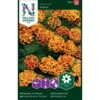 Fløjlsblomst 'Bolero' Tagetes Patula 'Bolero'