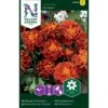 Fløjlsblomst 'Panther' Tagetes Patula 'Panther' -Plantetorvet Butik p34034 37363 tagetes patula panther dcd4