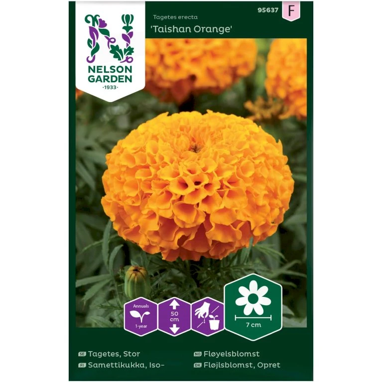 Stor Fløjlsblomst 'Taishan Orange' Tagetes Erecta 'Taishan Orange' Stor Fløjlsblomst 'Taishan Orange' Tagetes Erecta 'Taishan Orange' -Plantetorvet Butik p34039 37368 tagetes erecta taishan orange b80a