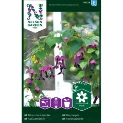 Rosenslynger Rhodochiton Atrosanguineum