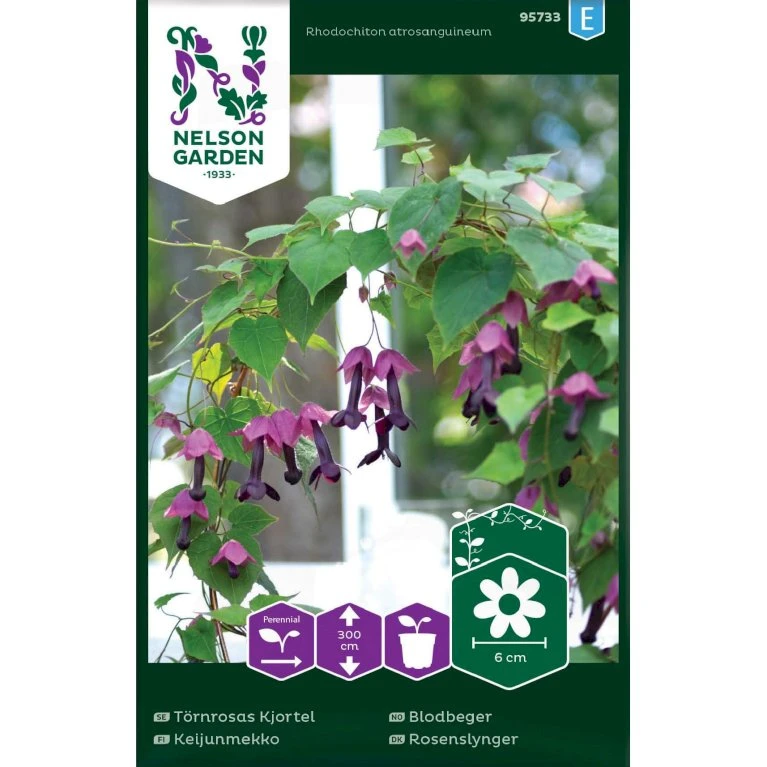 Rosenslynger Rhodochiton Atrosanguineum Rosenslynger Rhodochiton Atrosanguineum -Plantetorvet Butik p34045 37372 rhodochiton atrosanguineum 8ebe