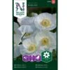 Kornvalmue 'Bridal Silk' Papaver Rhoeas L. 'Bridal Silk' 1 Kornvalmue 'Bridal Silk' Papaver Rhoeas L. 'Bridal Silk' -Plantetorvet Butik p34049 37374 papaver rhoeas l bridal silk c2a5