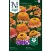 Frøkenhat 'Zinderella Peach' Zinnia Elegans 'Zinderella Peach' 1 Frøkenhat 'Zinderella Peach' Zinnia Elegans 'Zinderella Peach' -Plantetorvet Butik p34067 37388 zinnia elegans zinderella peach 0c3c