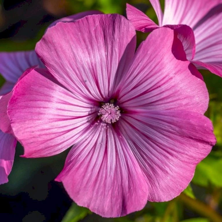 Mamelukærme 'Loveliness' Øko Lavatera Trimestris L. 'Loveliness' Frøpose, Antal pr. pakke, Ca. 30 stk. Mamelukærme 'Loveliness' Øko Lavatera Trimestris L. 'Loveliness' Frøpose, Antal Pr. Pakke, Ca. 30 Stk. -Plantetorvet Butik p34098 54708 lavatera trimestris l loveliness 0f5c