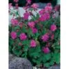 Engelsk Storkenæb 'Karmina' Geranium Cantabrigiense 'Karmina' 10 Cm. Potte -Plantetorvet Butik p3432 2568 geranium cantabrigiense karmina 346a