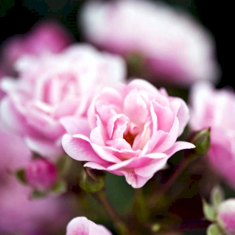 'The Fairy' Rosa X 'The Fairy' (Bunddækkerose) A-Kvalitet,- barrods roser min. 3 grene 'The Fairy' Rosa X 'The Fairy' (Bunddækkerose) A-Kvalitet,- Barrods Roser Min. 3 Grene -Plantetorvet Butik p343 51730 rosa x the fairy bunddaekkerose b754