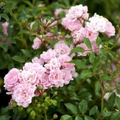 'The Fairy' Rosa X 'The Fairy' (Bunddækkerose) A-Kvalitet,- Barrods Roser Min. 3 Grene 5 'The Fairy' Rosa X 'The Fairy' (Bunddækkerose) A-Kvalitet,- Barrods Roser Min. 3 Grene -Plantetorvet Butik p343 51731 rosa x the fairy bunddaekkerose 0bd3