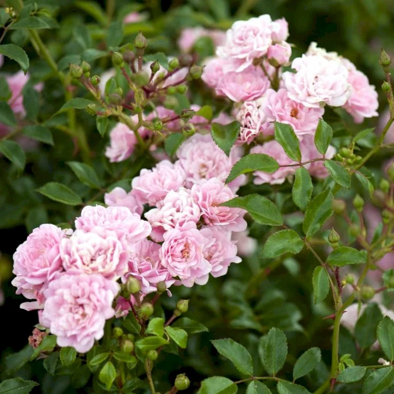 'The Fairy' Rosa X 'The Fairy' (Bunddækkerose) A-Kvalitet,- barrods roser min. 3 grene 'The Fairy' Rosa X 'The Fairy' (Bunddækkerose) A-Kvalitet,- Barrods Roser Min. 3 Grene -Plantetorvet Butik p343 51731 rosa x the fairy bunddaekkerose 0bd3