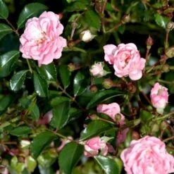 'The Fairy' Rosa X 'The Fairy' (Bunddækkerose) A-Kvalitet,- Barrods Roser Min. 3 Grene 6 'The Fairy' Rosa X 'The Fairy' (Bunddækkerose) A-Kvalitet,- Barrods Roser Min. 3 Grene -Plantetorvet Butik p343 51732 rosa x the fairy bunddaekkerose 404f