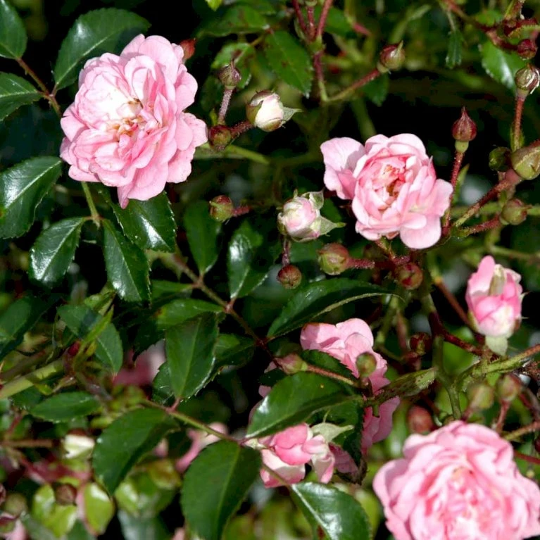 'The Fairy' Rosa X 'The Fairy' (Bunddækkerose) A-Kvalitet,- barrods roser min. 3 grene 'The Fairy' Rosa X 'The Fairy' (Bunddækkerose) A-Kvalitet,- Barrods Roser Min. 3 Grene -Plantetorvet Butik p343 51732 rosa x the fairy bunddaekkerose 404f