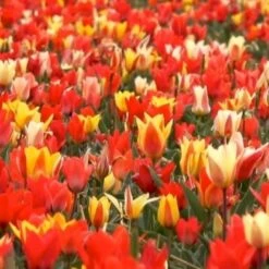 Tulipan 'Peacock' Mix Storkøb Tulips 'Peacock' Mix Blomsterløg, Antal Pr. Pakke, Ca. 100 Stk.