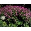 Armenisk Storkenæb Geranium Psilostemon 1 Liter Potte -Plantetorvet Butik p3445 2576 geranium psilostemon 6aec