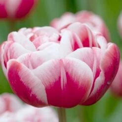 Tulipan 'Drumline' Tulips 'Drumline' Blomsterløg, Antal Pr. Pakke, Ca. 5 Stk.