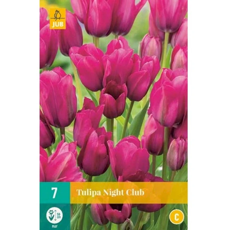 Tulipan 'Night Club' Tulips 'Night Club' Blomsterløg, Antal pr. pakke, Ca. 7 stk. Tulipan 'Night Club' Tulips 'Night Club' Blomsterløg, Antal Pr. Pakke, Ca. 7 Stk. -Plantetorvet Butik p34520 50293 tulips night club c14f